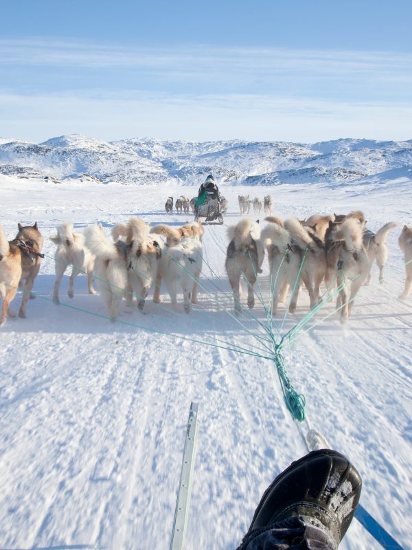 A dog sled ride on the main trail out of Ilulissat in Greenland on a bright spring winter's day
