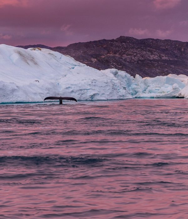 Whales in the icefiord