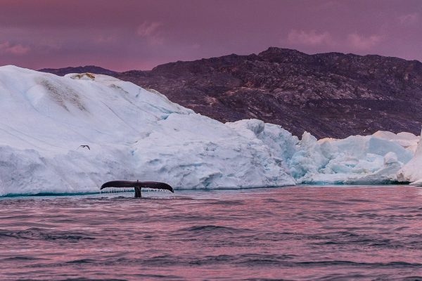 Whale in the icefjord